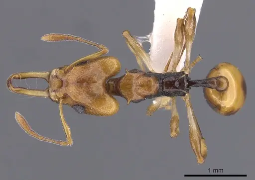 Orectognathus elegantulus specimen CASENT0900019 image casent0900019_1