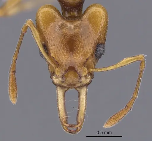Orectognathus elegantulus specimen CASENT0900019 image casent0900019_2