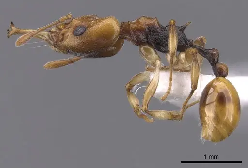 Orectognathus elegantulus specimen CASENT0900019 image casent0900019_3