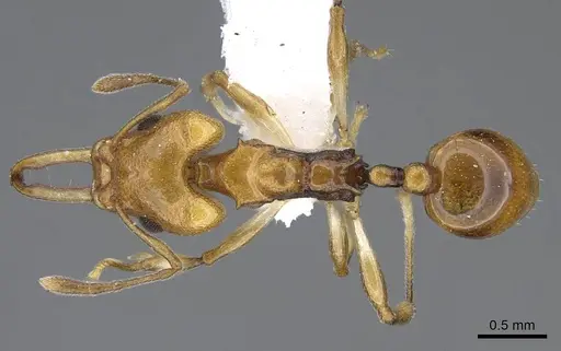 Orectognathus elegantulus specimen CASENT0914671 image casent0914671_1