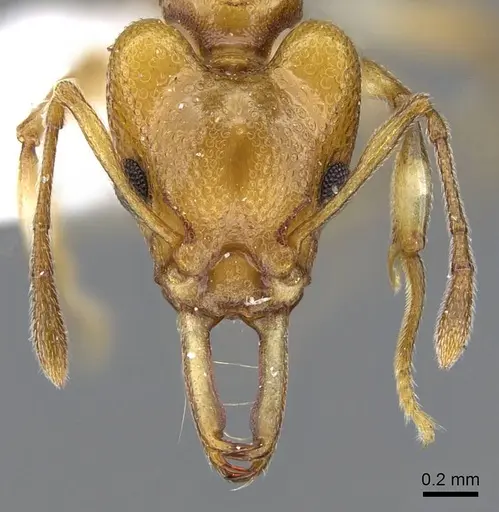 Orectognathus elegantulus specimen CASENT0914671 image casent0914671_2