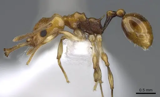 Orectognathus elegantulus specimen CASENT0914671 image casent0914671_3