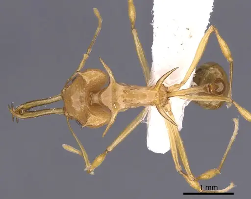 Orectognathus hystrix specimen CASENT0900015 image casent0900015_1