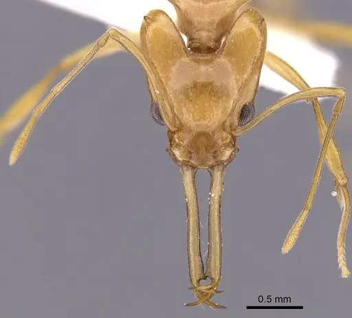 Orectognathus hystrix specimen CASENT0900015 image casent0900015_2
