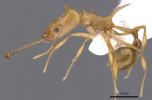 Orectognathus hystrix specimen CASENT0900015 image casent0900015_3