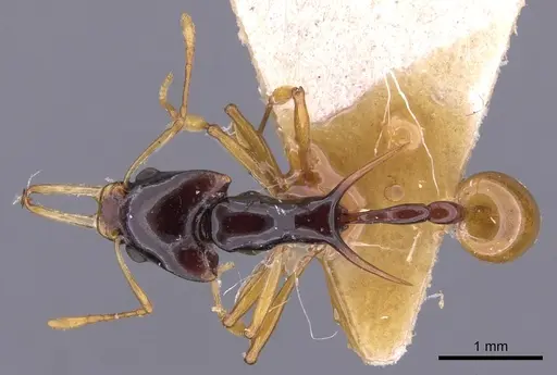 Orectognathus longispinosus specimen CASENT0900013 image casent0900013_1