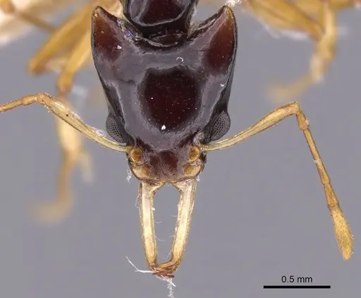 Orectognathus longispinosus specimen CASENT0900013 image casent0900013_2