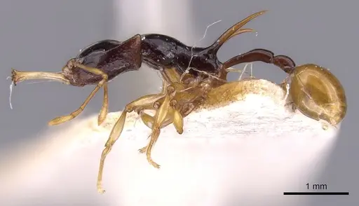 Orectognathus longispinosus specimen CASENT0900013 image casent0900013_3