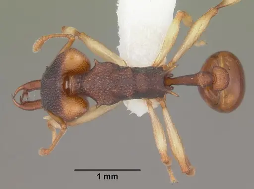 Orectognathus mjobergi specimen CASENT0010813 image casent0010813_1