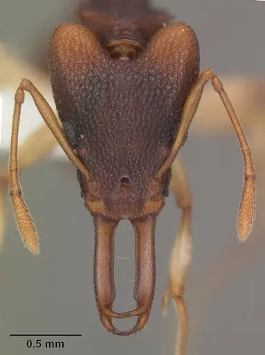 Orectognathus mjobergi specimen CASENT0010813 image casent0010813_2