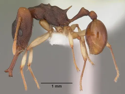 Orectognathus mjobergi specimen CASENT0010813 image casent0010813_3