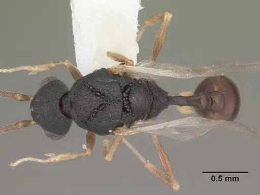 Orectognathus mjobergi specimen CASENT0010934 image casent0010934_1