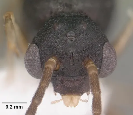 Orectognathus mjobergi specimen CASENT0010934 image casent0010934_2