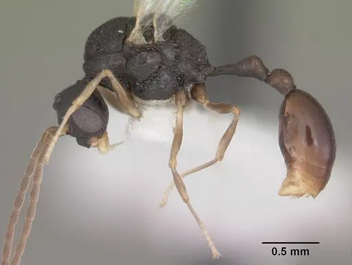 Orectognathus mjobergi specimen CASENT0010934 image casent0010934_3