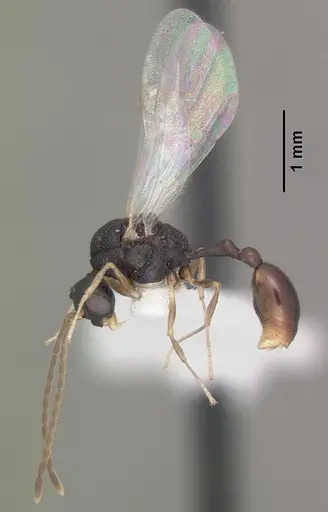 Orectognathus mjobergi specimen CASENT0010934 image casent0010934_4