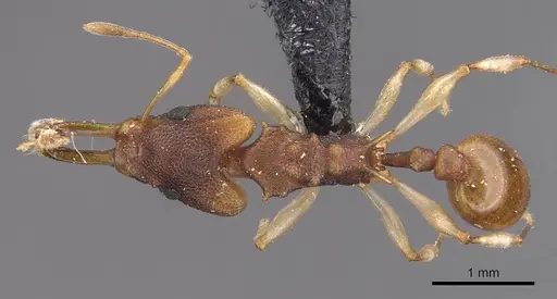 Orectognathus mjobergi specimen CASENT0909301 image casent0909301_1