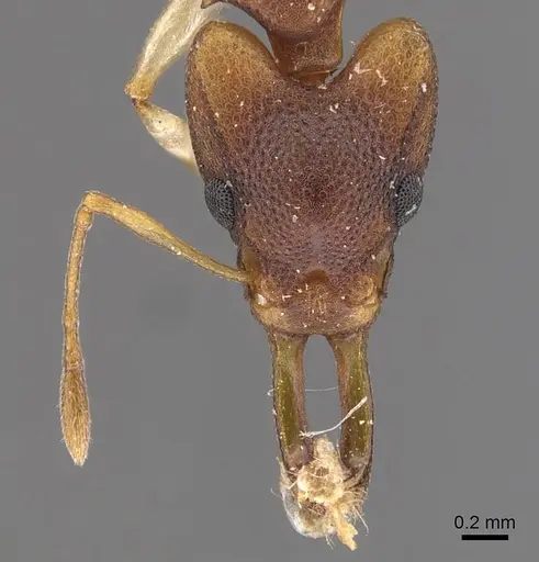 Orectognathus mjobergi specimen CASENT0909301 image casent0909301_2