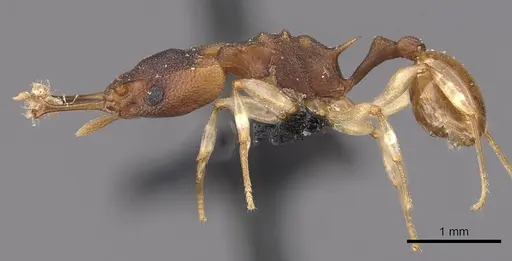Orectognathus mjobergi specimen CASENT0909301 image casent0909301_3
