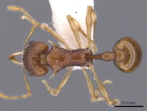 Orectognathus nanus specimen CASENT0900016 image casent0900016_1