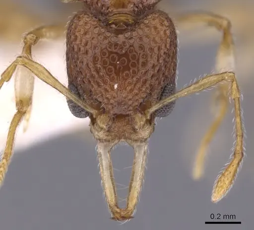 Orectognathus nanus specimen CASENT0900016 image casent0900016_2