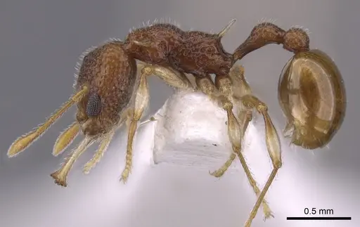 Orectognathus nanus specimen CASENT0900016 image casent0900016_3