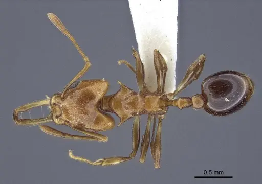 Orectognathus nigriventris specimen CASENT0916645 image casent0916645_1