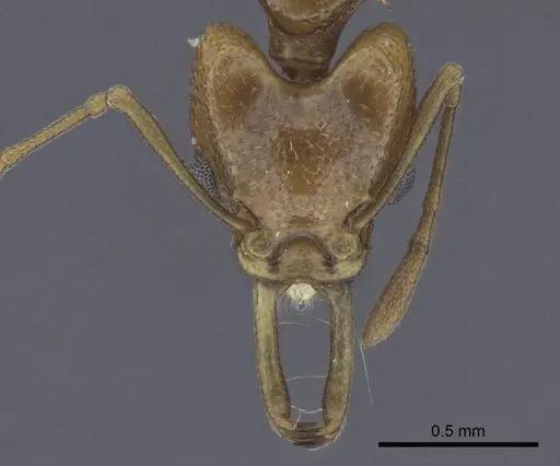 Orectognathus nigriventris specimen CASENT0916645 image casent0916645_2