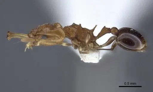 Orectognathus nigriventris specimen CASENT0916645 image casent0916645_3