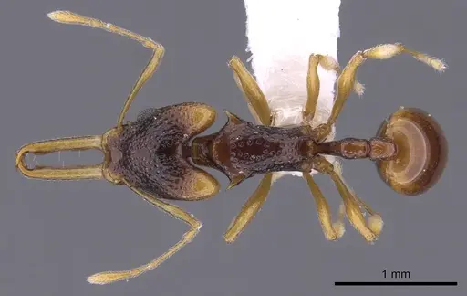 Orectognathus parvispinus specimen CASENT0900017 image casent0900017_1