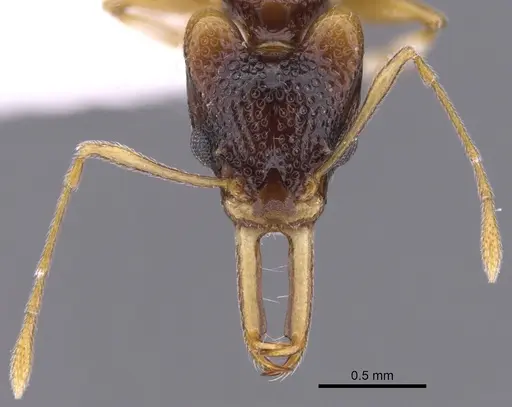 Orectognathus parvispinus specimen CASENT0900017 image casent0900017_2