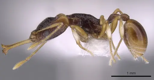 Orectognathus parvispinus specimen CASENT0900017 image casent0900017_3