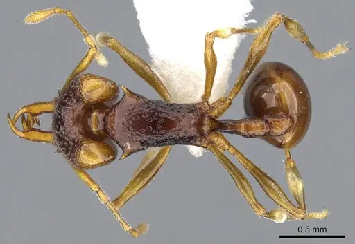Orectognathus parvispinus specimen CASENT0914672 image casent0914672_1