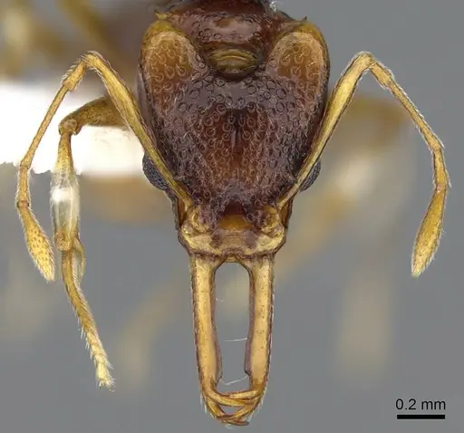 Orectognathus parvispinus specimen CASENT0914672 image casent0914672_2