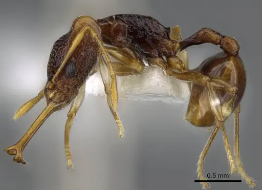 Orectognathus parvispinus specimen CASENT0914672 image casent0914672_3