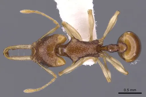 Orectognathus robustus specimen CASENT0900018 image casent0900018_1