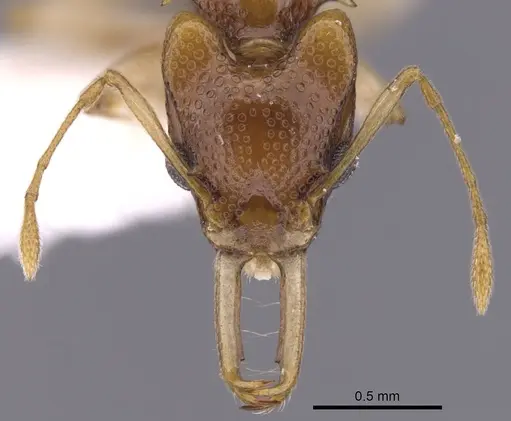 Orectognathus robustus specimen CASENT0900018 image casent0900018_2