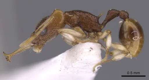 Orectognathus robustus specimen CASENT0900018 image casent0900018_3