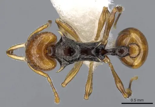 Orectognathus rostratus specimen CASENT0914673 image casent0914673_1