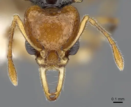 Orectognathus rostratus specimen CASENT0914673 image casent0914673_2