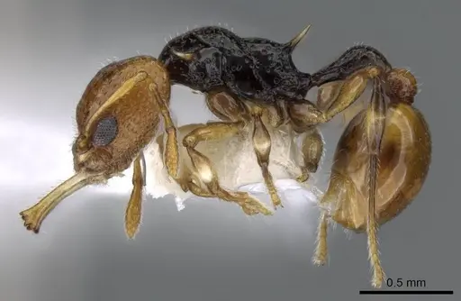Orectognathus rostratus specimen CASENT0914673 image casent0914673_3