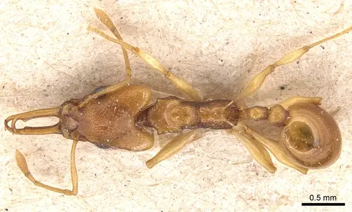 Orectognathus sarasini specimen CASENT0904931 image casent0904931_1
