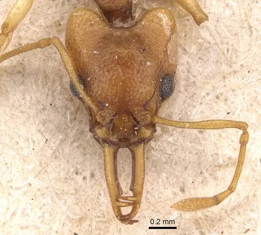 Orectognathus sarasini specimen CASENT0904931 image casent0904931_2