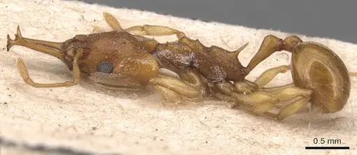 Orectognathus sarasini specimen CASENT0904931 image casent0904931_3