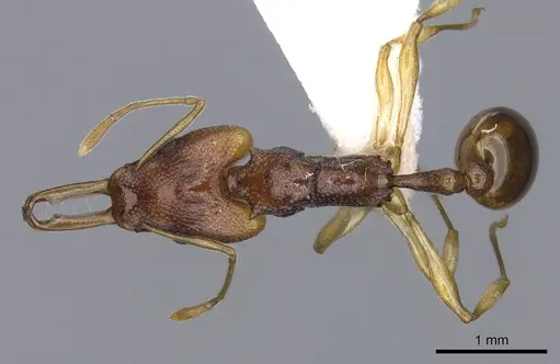 Orectognathus sarasini specimen CASENT0914674 image casent0914674_1