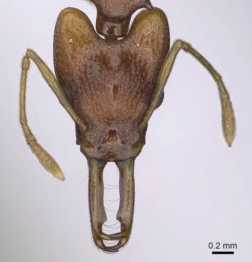 Orectognathus sarasini specimen CASENT0914674 image casent0914674_2
