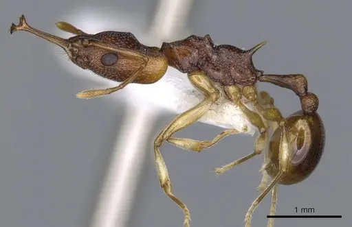 Orectognathus sarasini specimen CASENT0914674 image casent0914674_3