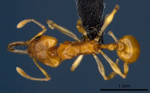 Orectognathus sarasini specimen CSIRONC0001 image csironc0001_1