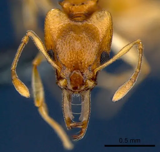 Orectognathus sarasini specimen CSIRONC0001 image csironc0001_2