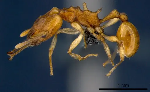 Orectognathus sarasini specimen CSIRONC0001 image csironc0001_3