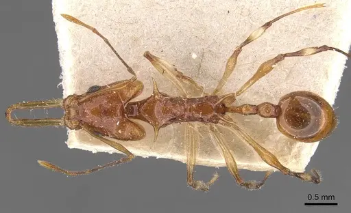 Orectognathus sexspinosus specimen CASENT0909302 image casent0909302_1